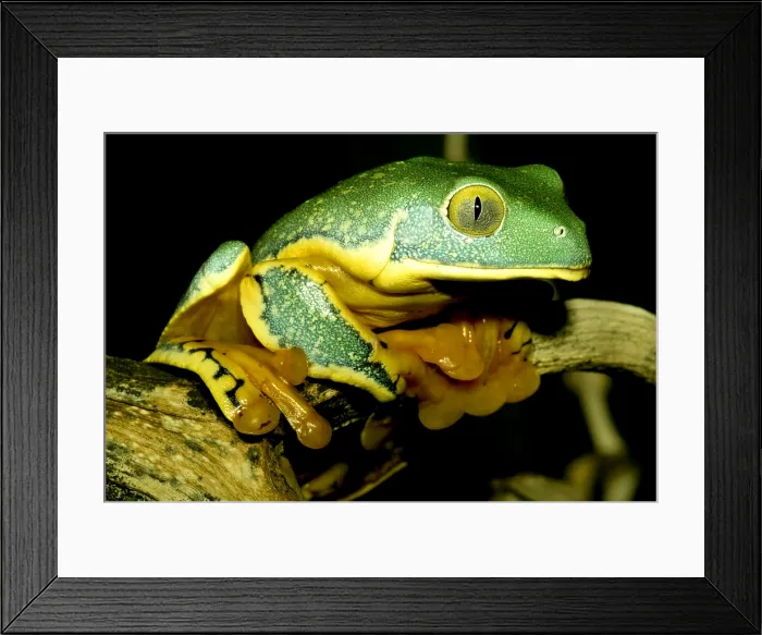 Framed Print : Splendid Leaf Frog Framed Print : Splendid Leaf Frog