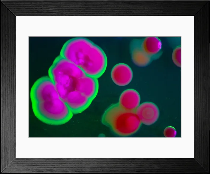 Framed Print : Marine Actinomycetes