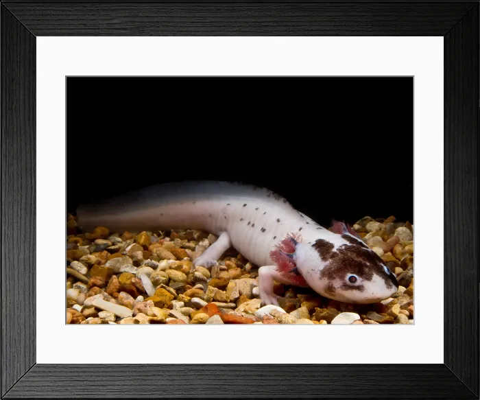 Framed Print : Mexican Axolotl Framed Print : Mexican Axolotl