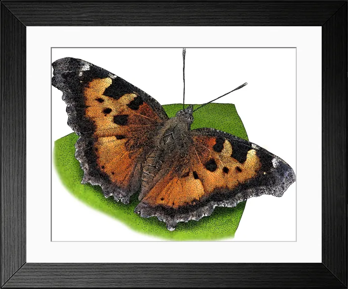 Framed Print : California Tortoiseshell Butterfly, Illustration Framed Print : California Tortoiseshell Butterfly, Illustration