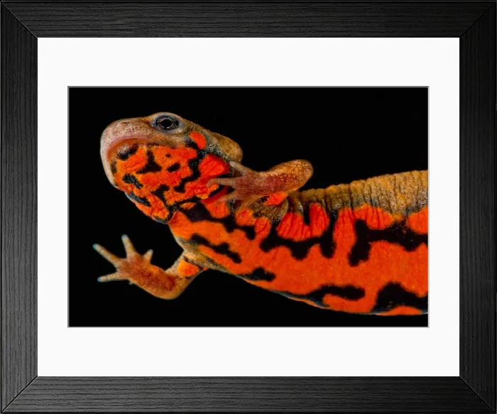 Framed Print : Chuxiong Fire Belly Newt Framed Print : Chuxiong Fire Belly Newt