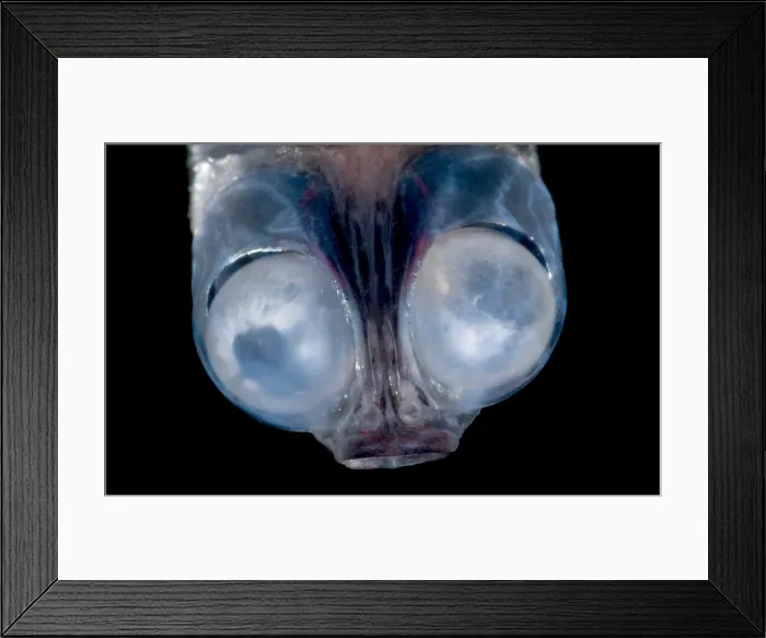 Framed Print : Deep-Sea Google-Eye Framed Print : Deep-Sea Google-Eye