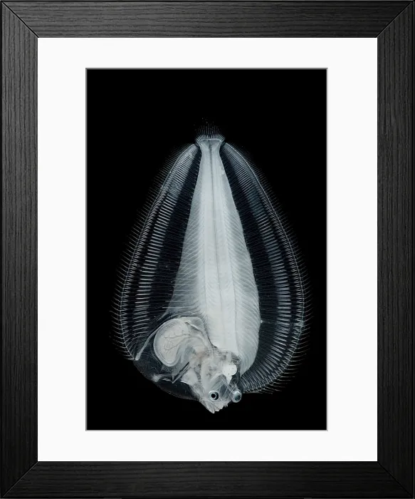 Framed Print : Dover Sole Larva Framed Print : Dover Sole Larva