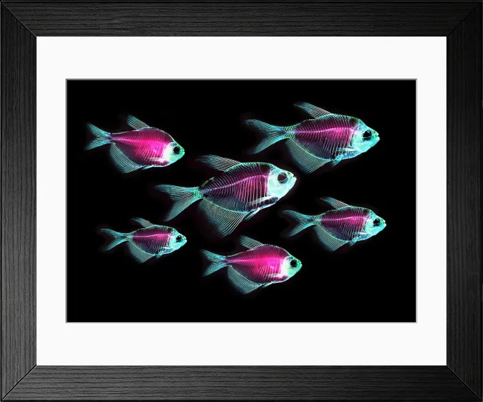 Framed Print : Fish Skeletons Framed Print : Fish Skeletons