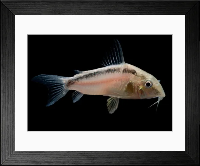 Framed Print : Blacktop Corydoras Framed Print : Blacktop Corydoras