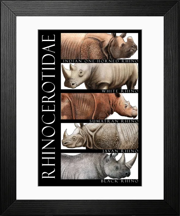 Framed Print : Endangered Rhinoceros of the World Framed Print : Endangered Rhinoceros of the World