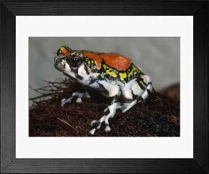 Framed Print : Red Rain Frog Framed Print : Red Rain Frog