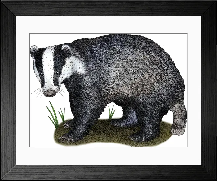 Framed Print : European Badger Framed Print : European Badger