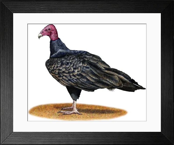 Framed Print : Turkey Vulture Framed Print : Turkey Vulture