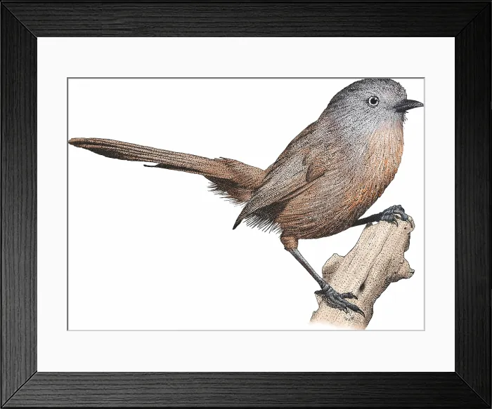 Framed Print : Wrentit, Chamaea fasciata Framed Print : Wrentit, Chamaea fasciata