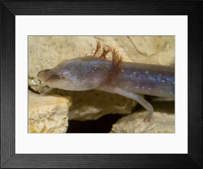 Framed Print : Austin Blind Salamander Framed Print : Austin Blind Salamander