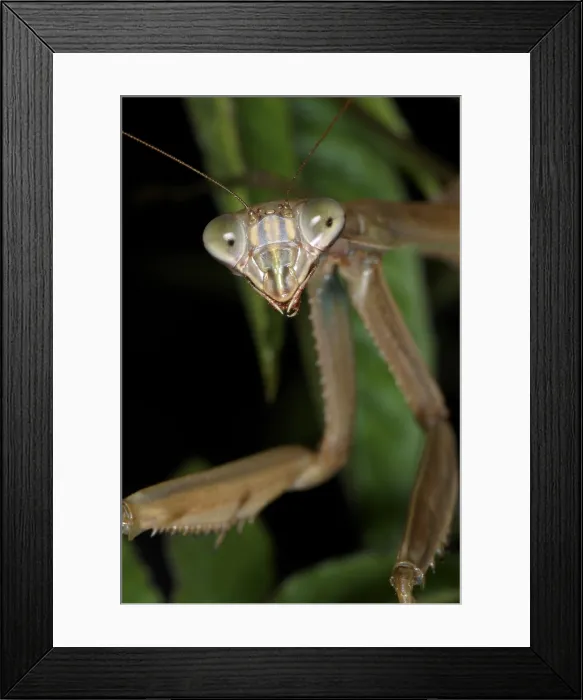 Framed Print : Chinese Mantid Framed Print : Chinese Mantid