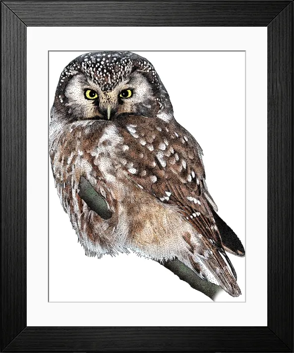 Framed Print : Boreal Owl, Aegolius funereus, Illustration Framed Print : Boreal Owl, Aegolius funereus, Illustration