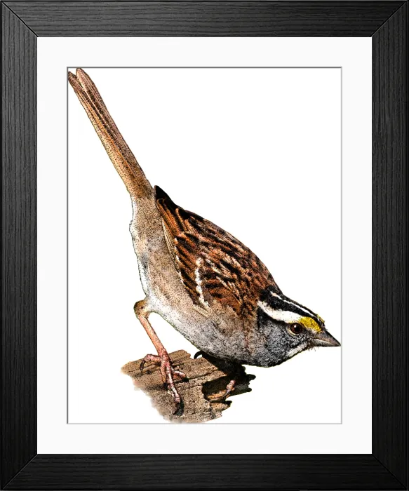 Framed Print : White Throated Sparrow Framed Print : White Throated Sparrow