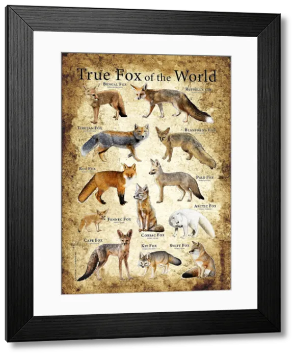 Framed Print : True Foxes of the World Framed Print : True Foxes of the World