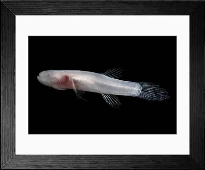 Framed Print : Ozark Cavefish (Troglichthys rosae)