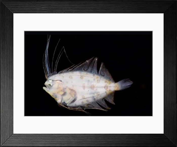 Framed Print : Larval Flatfish collected in trawl Framed Print : Larval Flatfish collected in trawl