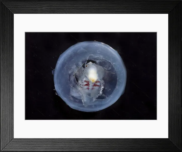 Framed Print : Phronima. This species of Phronima, an amphipod crustacean, has hollowed out Framed Print : Phronima. This species of Phronima, an amphipod crustacean, has hollowed out