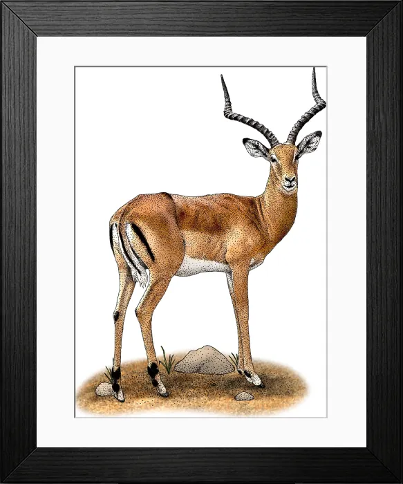 Framed Print : Common Impala Framed Print : Common Impala