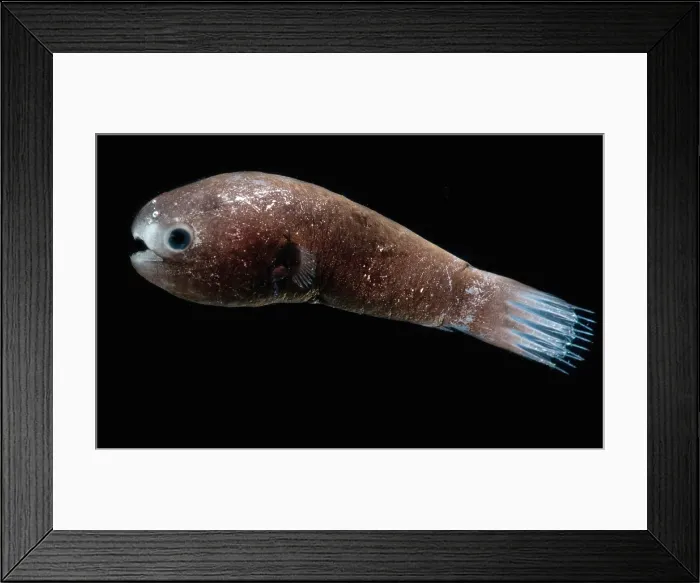 Framed Print : Male Anglerfish Framed Print : Male Anglerfish
