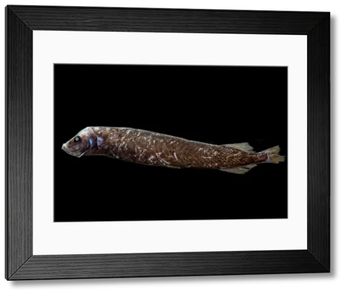 Framed Print : Starry Smooth-head (Photostylus pycnopterus) Framed Print : Starry Smooth-head (Photostylus pycnopterus)