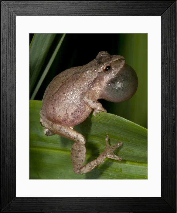 Framed Print : Spring Peeper, Hyla Crucifer, Mating Call
