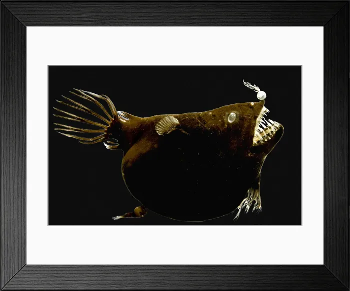 Framed Print : Female anglerfish (Linophryne sp.) Framed Print : Female anglerfish (Linophryne sp.)