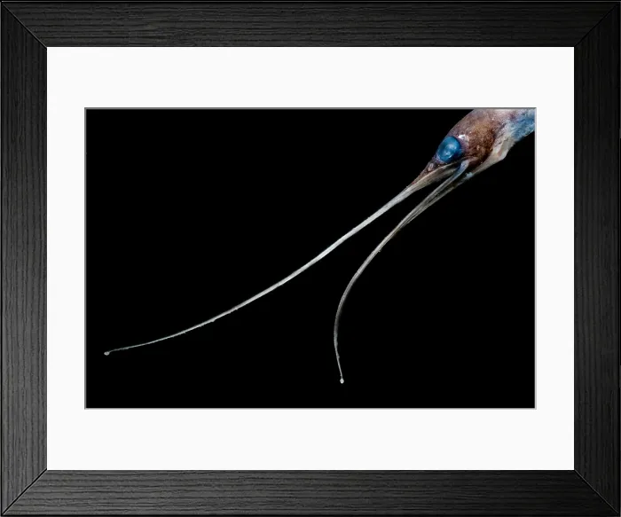 Framed Print : Avocet Eel