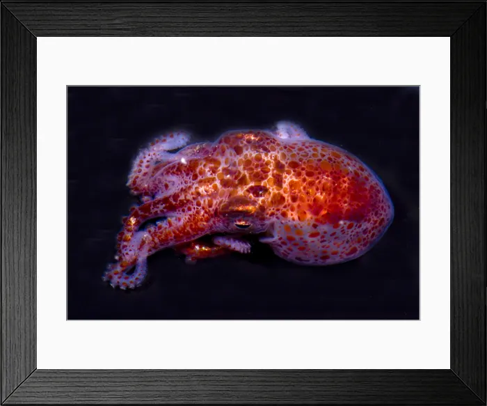 Framed Print : Giant Pacific Octopus Framed Print : Giant Pacific Octopus