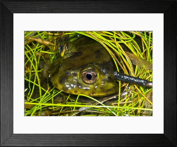 Framed Print : Chilean Widemouth Frog Framed Print : Chilean Widemouth Frog