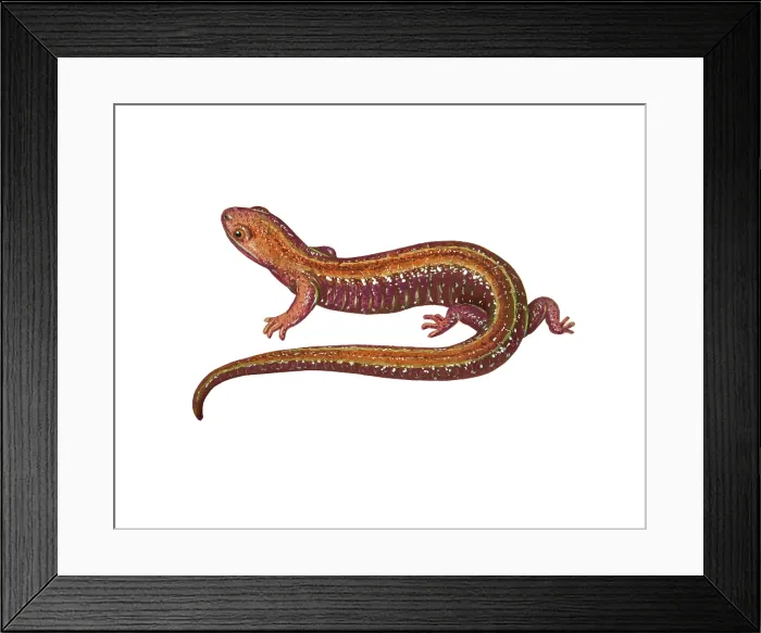 Framed Print : Red Backed Salamander