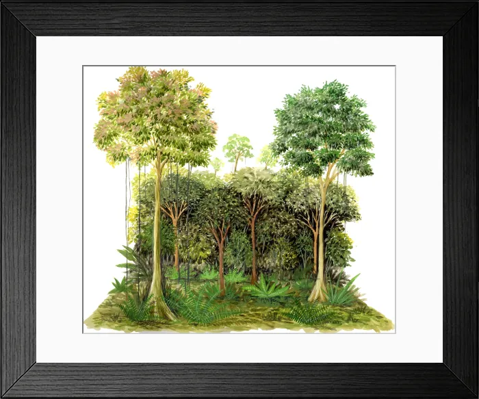 Framed Print : Rainforest Framed Print : Rainforest
