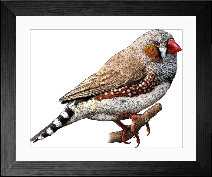 Framed Print : Zebra finch Framed Print : Zebra finch