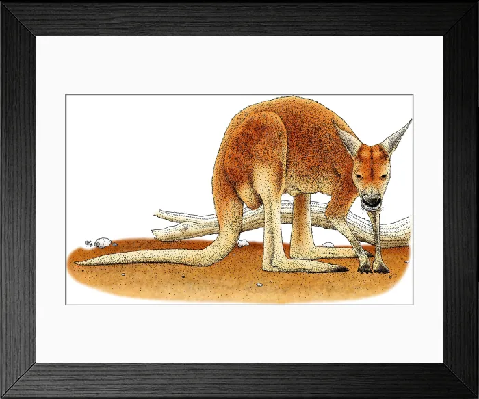 Framed Print : Red Kangaroo Framed Print : Red Kangaroo