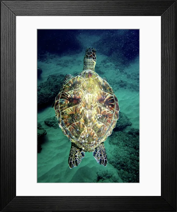 Framed Print : Green Sea Turtle (Chelonia mydas) Framed Print : Green Sea Turtle (Chelonia mydas)