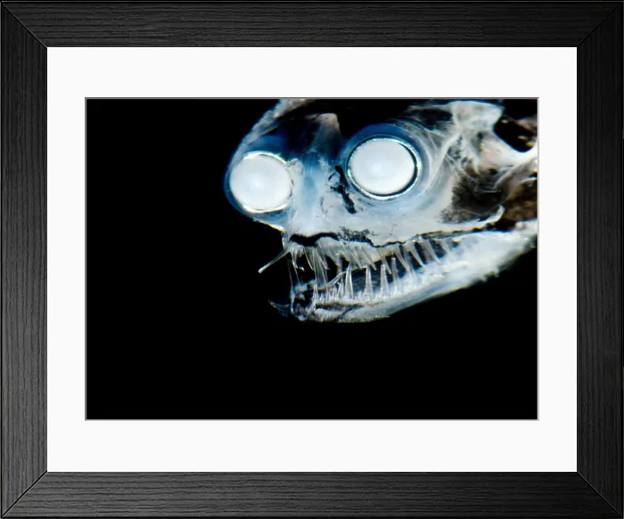 Framed Print : Telescopefish (Gigantura sp.)