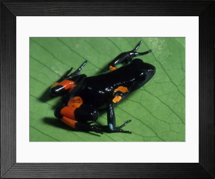 Framed Print : Cowan's Mantella Framed Print : Cowan's Mantella