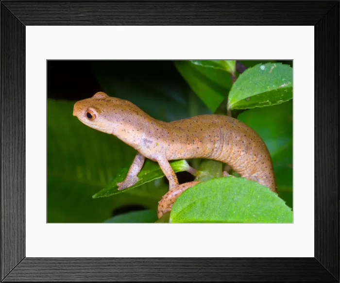 Framed Print : Bolitoglossine Salamander Framed Print : Bolitoglossine Salamander