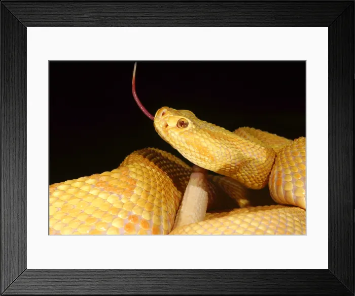 Framed Print : Albino Brazilian Rattlesnake Framed Print : Albino Brazilian Rattlesnake