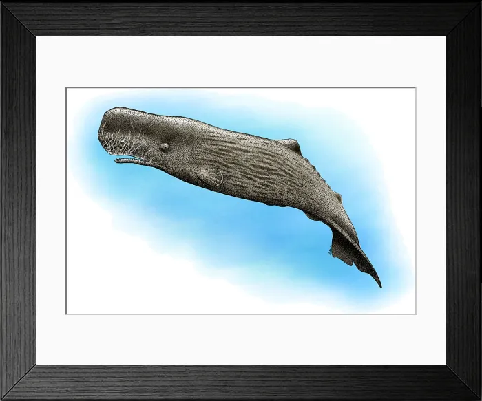 Framed Print : Sperm Whale Framed Print : Sperm Whale