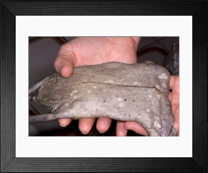 Framed Print : Surinam Toad Framed Print : Surinam Toad