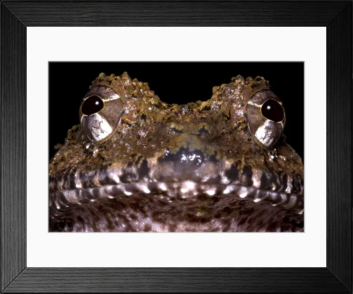 Framed Print : Rusty Robber Frog Framed Print : Rusty Robber Frog