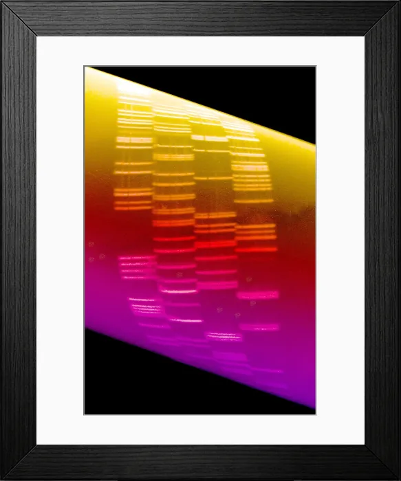 Framed Print : Autoradiograph Framed Print : Autoradiograph