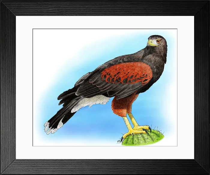 Framed Print : Harris Hawk Framed Print : Harris Hawk