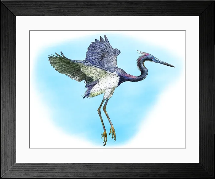 Framed Print : Tricolored Heron Framed Print : Tricolored Heron