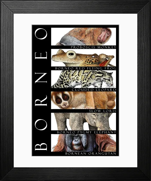 Framed Print : Animals of Borneo, Poster Framed Print : Animals of Borneo, Poster