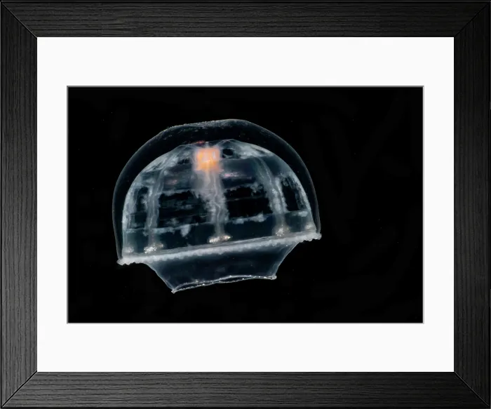 Framed Print : Deep-Water Jellyfish Framed Print : Deep-Water Jellyfish