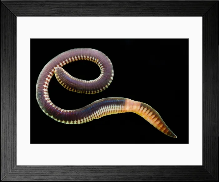 Framed Print : Chilean Earthworm