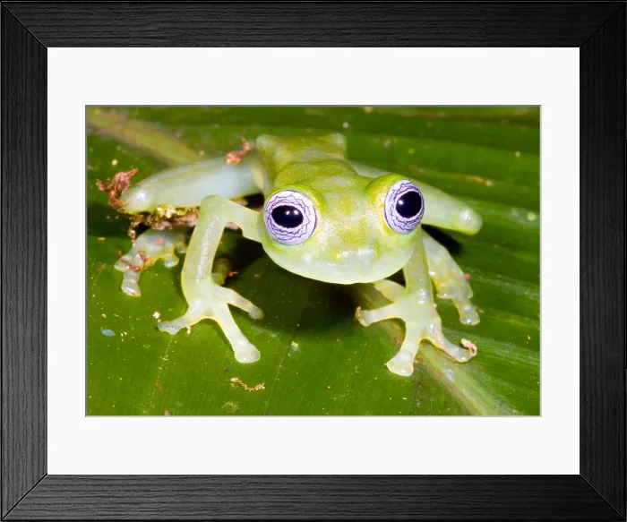 Framed Print : Limon Giant Glass Frog Framed Print : Limon Giant Glass Frog
