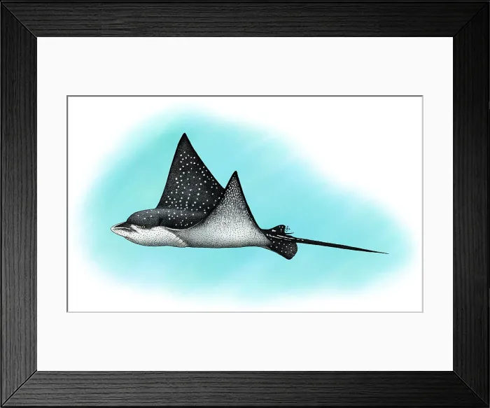 Framed Print : Spotted Eagle Ray Framed Print : Spotted Eagle Ray